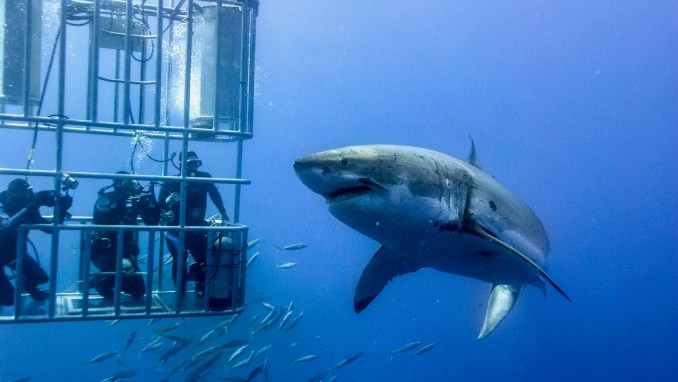 DIVE WITH GREAT WHITE SHARKS (IN A CAGE)