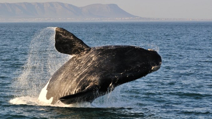 OBSERVE THE WHALES IN HERMANUS